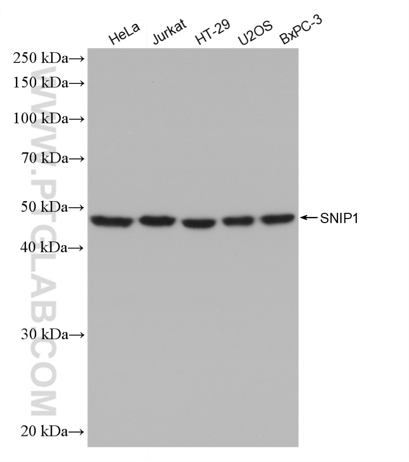 Western Blot (WB) analysis of various lysates using SNIP1 Recombinant antibody (82962-1-RR)