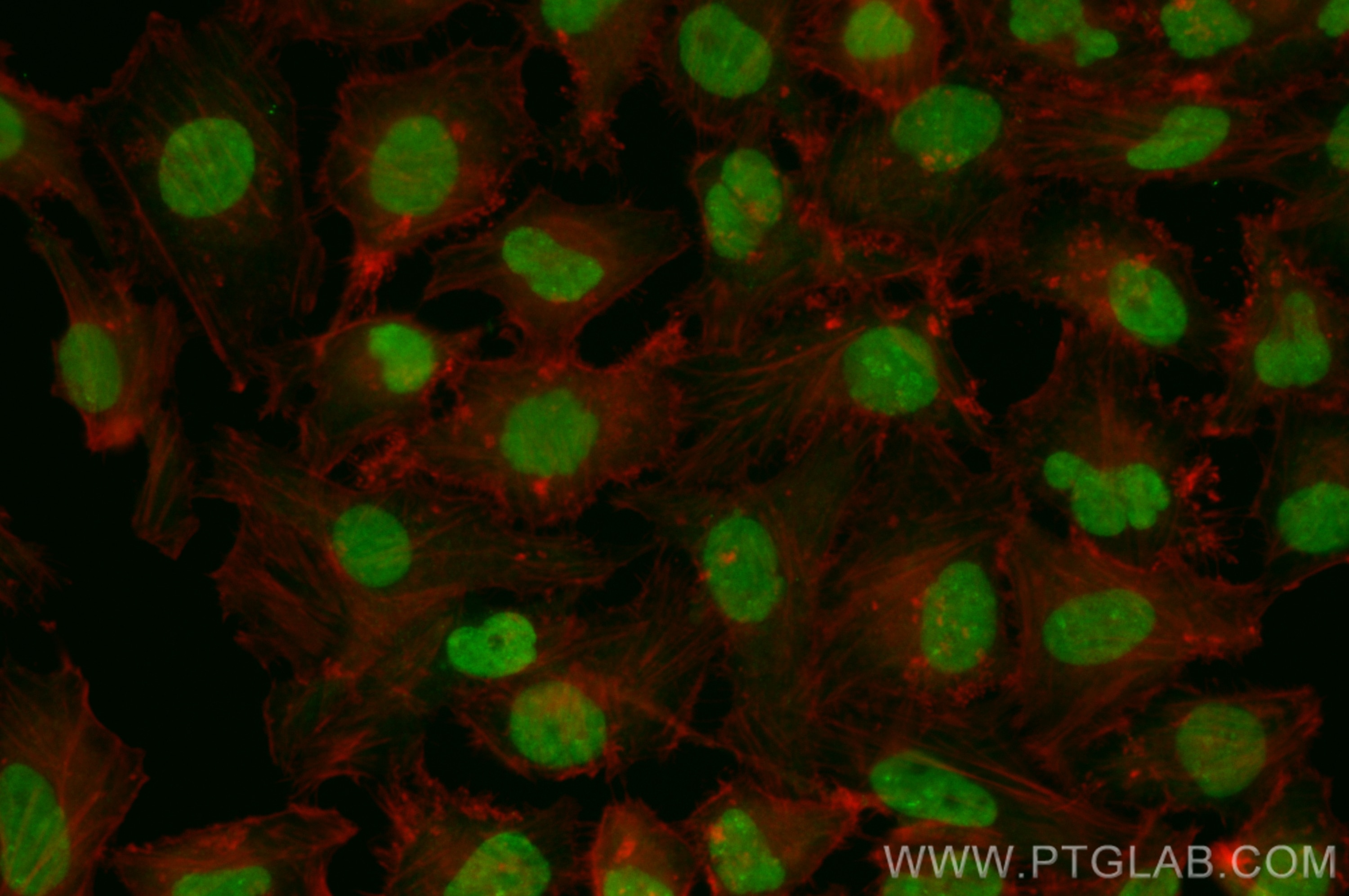 Immunofluorescence (IF) / fluorescent staining of HeLa cells using CoraLite® Plus 488-conjugated SNIP1 Recombinant an (CL488-82962)