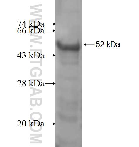 SNIP1 fusion protein Ag6772 SDS-PAGE