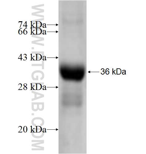 SNN fusion protein Ag4909 SDS-PAGE