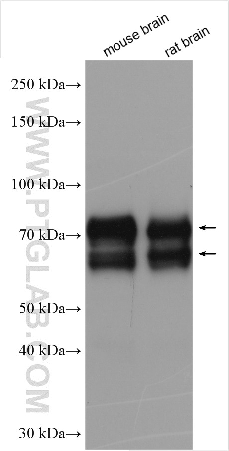 Western Blot (WB) analysis of various lysates using Syntaphilin Polyclonal antibody (13646-1-AP)