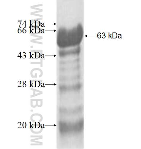 SNPH fusion protein Ag4594 SDS-PAGE