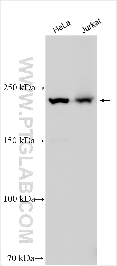 Western Blot (WB) analysis of various lysates using SNRNP200 Polyclonal antibody (23875-1-AP)