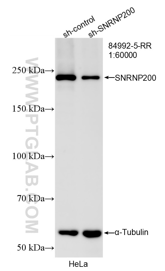 WB result of SNRNP200 antibody (84992-5-RR; 1:60000; incubated at room temperature for 1.5 hours) with sh-Control and sh-SNRNP200 transfected HeLa cells. Western Blot (WB) analysis of HeLa cells using SNRNP200 Recombinant monoclonal antibody (84992-5-RR)