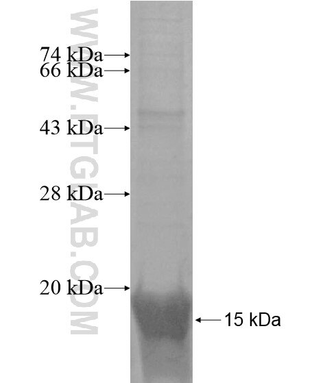 SNRNP27 fusion protein Ag14812 SDS-PAGE