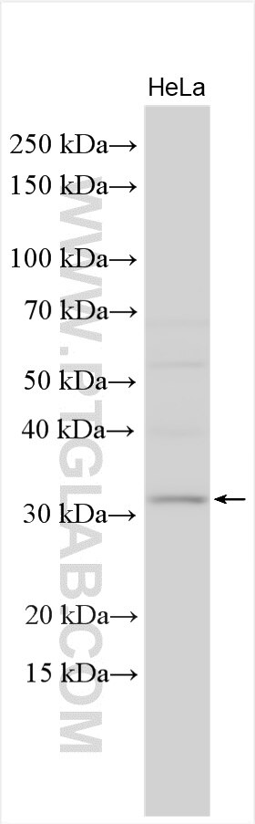 Western Blot (WB) analysis of various lysates using SNRNP35 Polyclonal antibody (17698-1-AP)