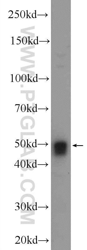 Western Blot (WB) analysis of HEK-293 cells using SNRNP48 Polyclonal antibody (24297-1-AP)