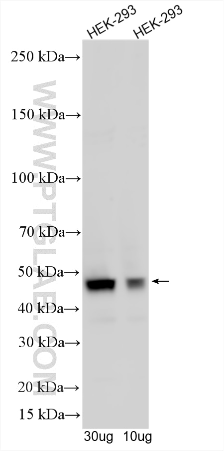 Western Blot (WB) analysis of various lysates using SNRNP48 Polyclonal antibody (24297-1-AP)