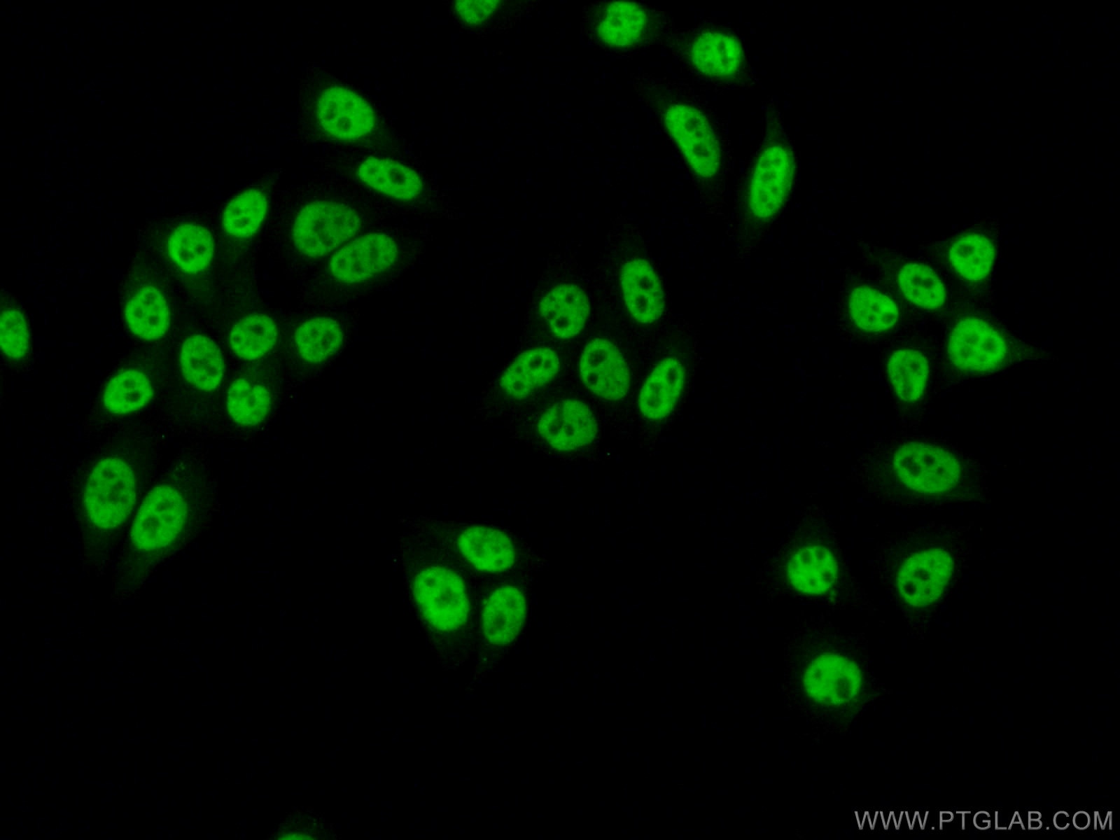 Immunofluorescence (IF) / fluorescent staining of HepG2 cells using SNRPA Polyclonal antibody (10212-1-AP)