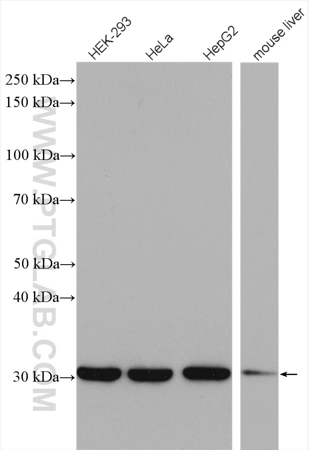 Western Blot (WB) analysis of various lysates using SNRPA Polyclonal antibody (10212-1-AP)