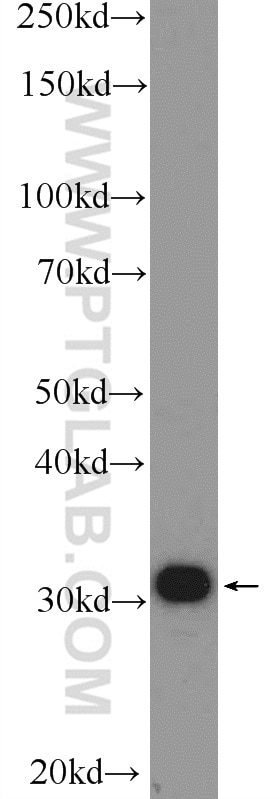 WB analysis of HEK-293 using 10212-1-AP