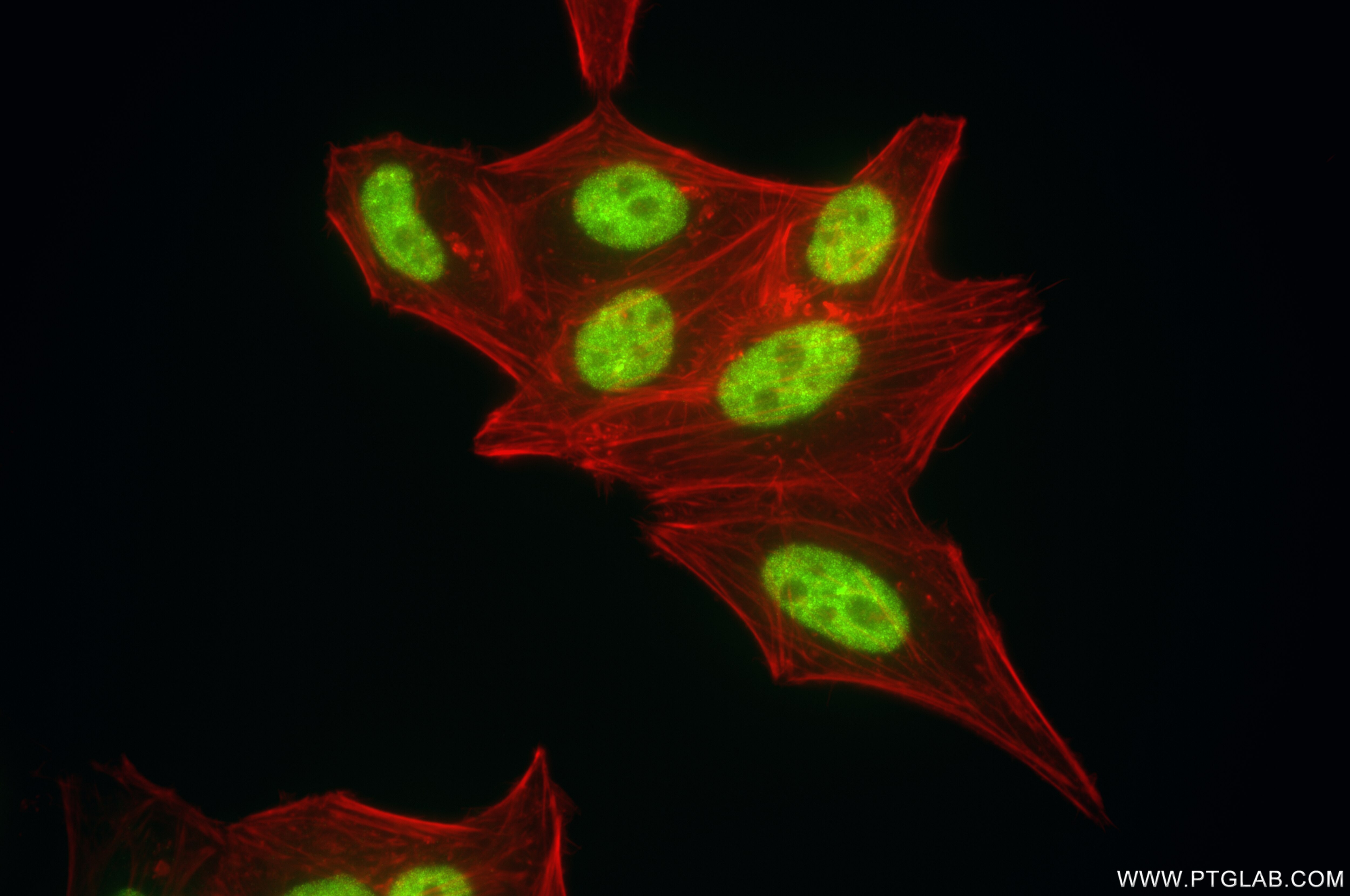 Immunofluorescence (IF) / fluorescent staining of HepG2 cells using SNRPA Recombinant antibody (86259-3-RR)