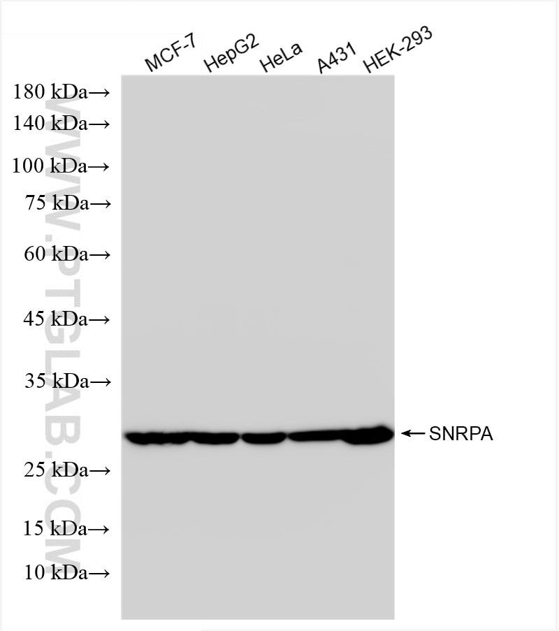 Western Blot (WB) analysis of various lysates using SNRPA Recombinant antibody (86259-3-RR)