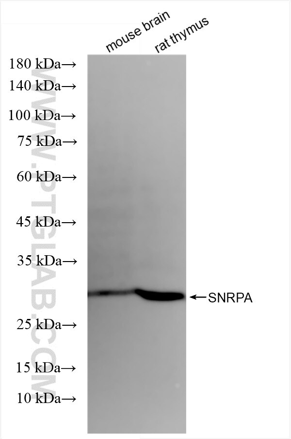 Western Blot (WB) analysis of various lysates using SNRPA Recombinant antibody (86259-3-RR)