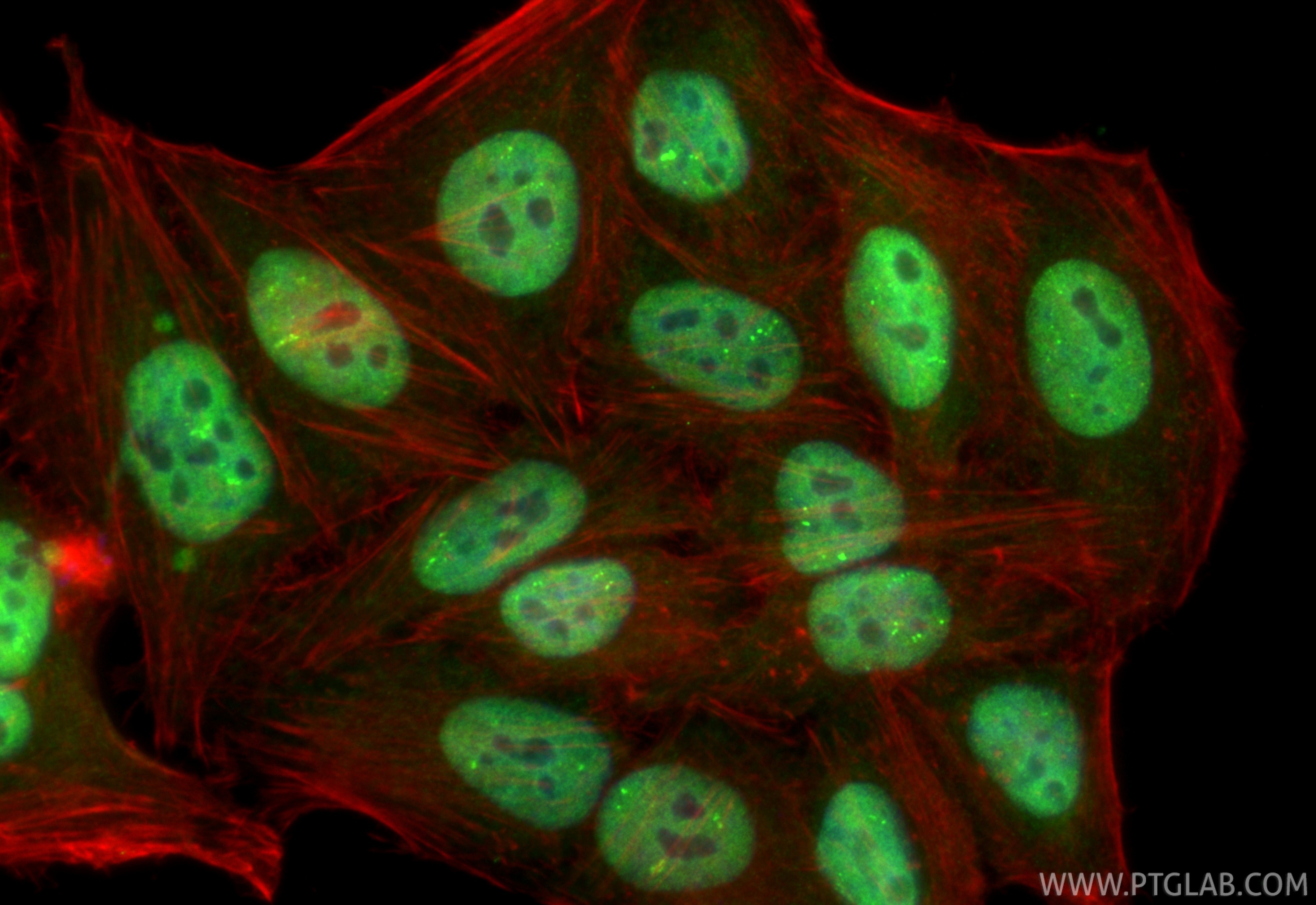 Immunofluorescence (IF) / fluorescent staining of HepG2 cells using CoraLite® Plus 488-conjugated SNRPA Recombinant mo (CL488-86259-3)