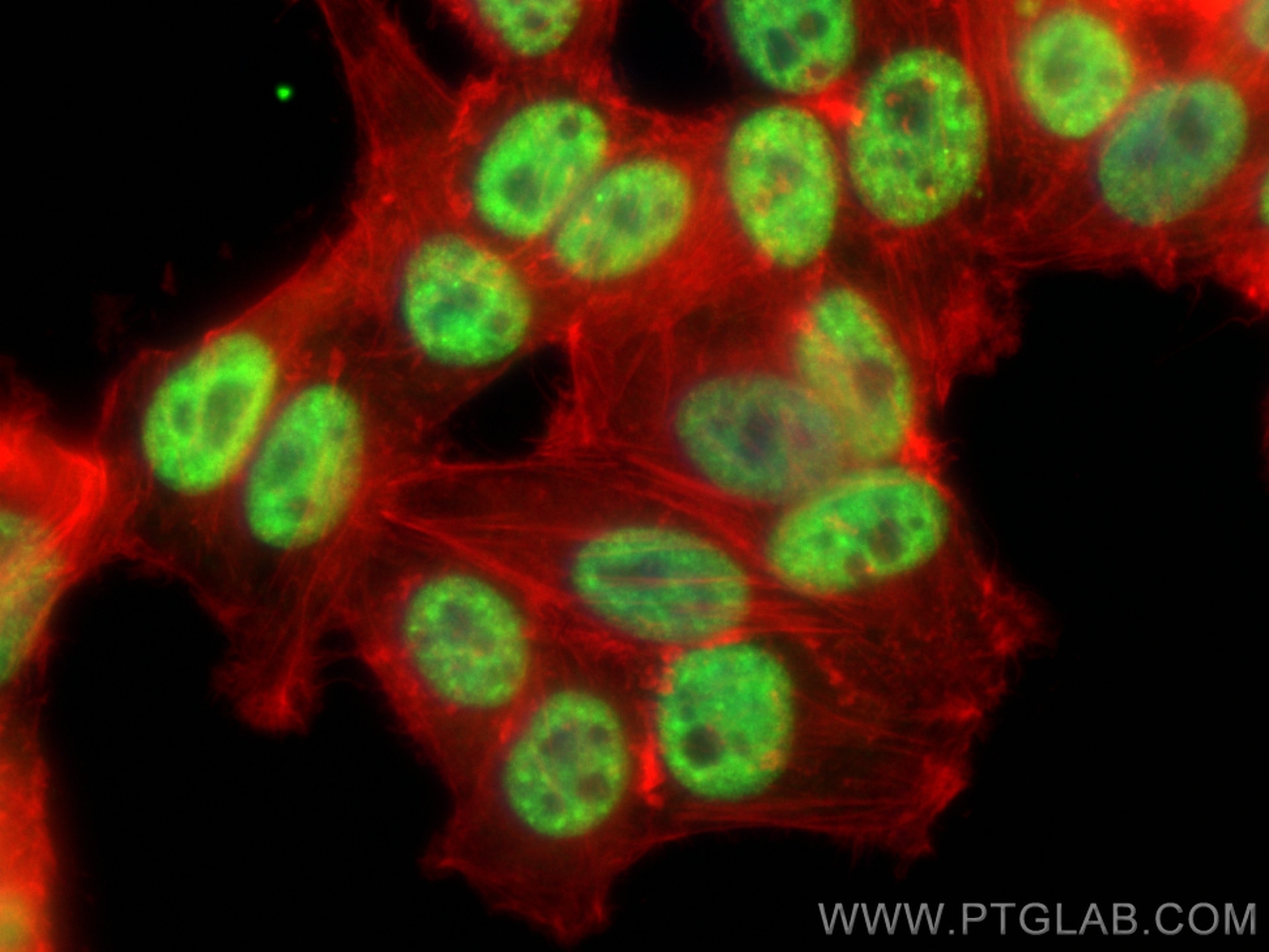 Immunofluorescence (IF) / fluorescent staining of HepG2 cells using SNRPA1 Polyclonal antibody (17368-1-AP)