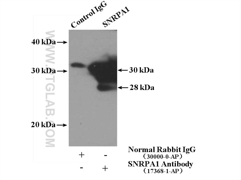 Immunoprecipitation (IP) experiment of HepG2 cells using SNRPA1 Polyclonal antibody (17368-1-AP)