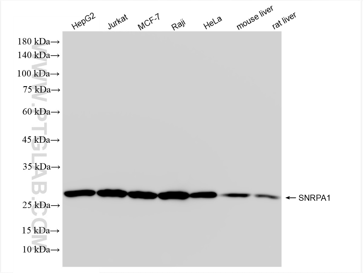 Western Blot (WB) analysis of various lysates using SNRPA1 Recombinant antibody (85649-2-RR)