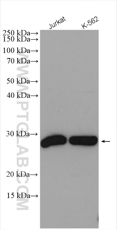 Western Blot (WB) analysis of various lysates using SNRPB Polyclonal antibody (16807-1-AP)