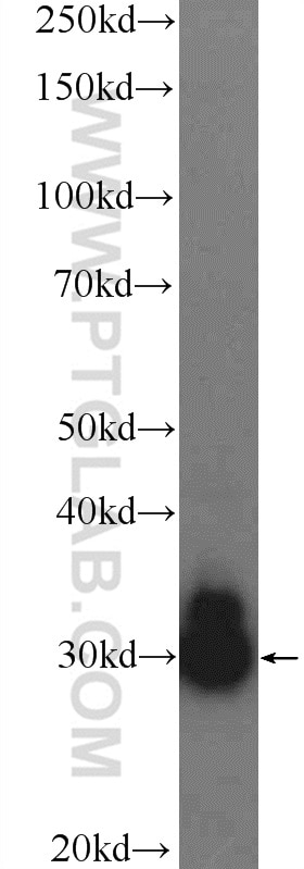 Western Blot (WB) analysis of HeLa cells using SNRPB2 Polyclonal antibody (13512-1-AP)