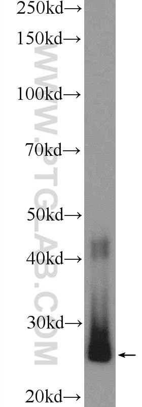 Western Blot (WB) analysis of mouse liver tissue using SNRPB2 Polyclonal antibody (13512-1-AP)