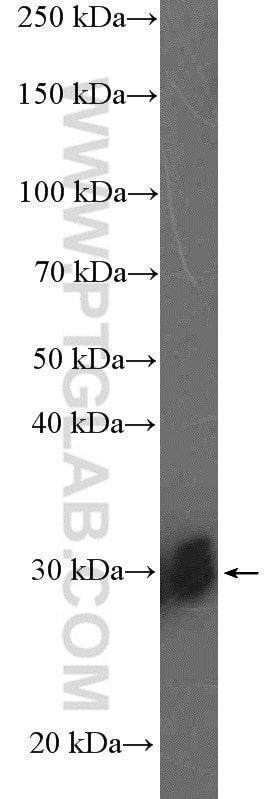 Western Blot (WB) analysis of HeLa cells using SNRPB2 Polyclonal antibody (13512-1-AP)