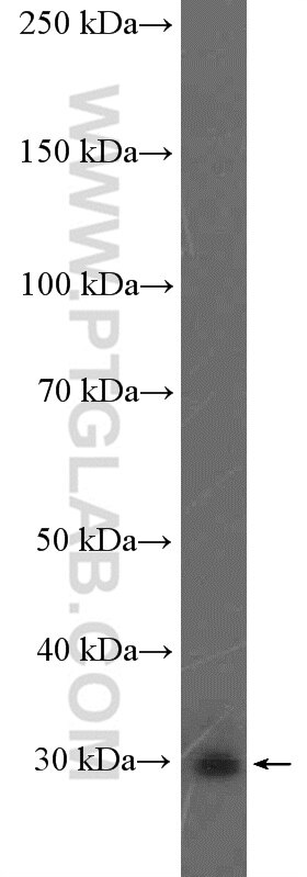 Western Blot (WB) analysis of mouse lung tissue using SNRPB2 Polyclonal antibody (13512-1-AP)