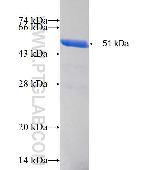 SNRPB2 fusion protein Ag4436 SDS-PAGE