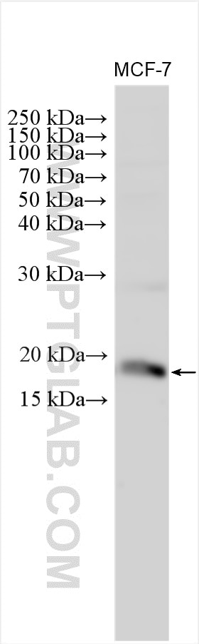 Western Blot (WB) analysis of various lysates using SNRPC Polyclonal antibody (22428-1-AP)