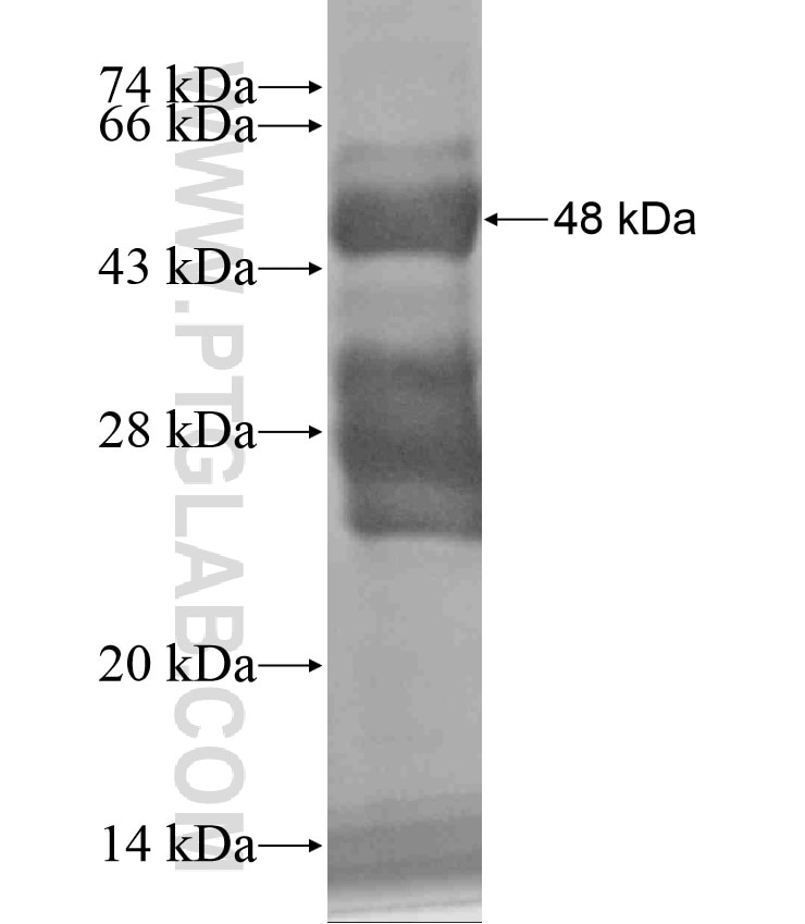 SNRPC fusion protein Ag18190 SDS-PAGE
