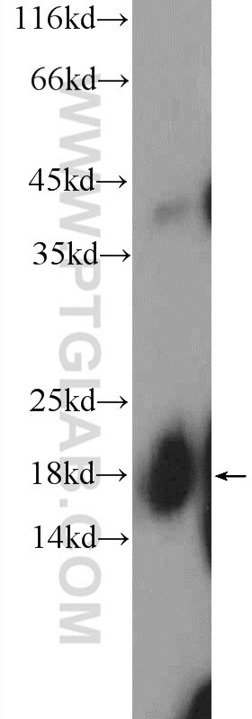Western Blot (WB) analysis of HEK-293 cells using SNRPD1 Polyclonal antibody (10352-1-AP)