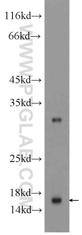 Western Blot (WB) analysis of HL-60 cells using SNRPD1 Polyclonal antibody (10352-1-AP)