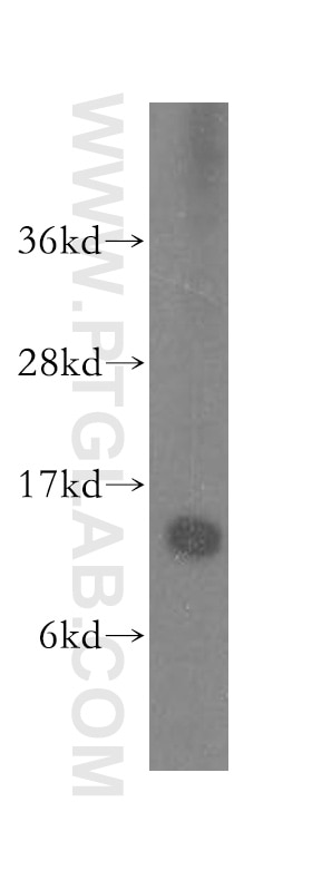 Western Blot (WB) analysis of HEK-293 cells using SNRPD1 Polyclonal antibody (10352-1-AP)