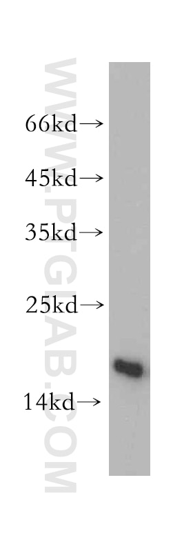 Western Blot (WB) analysis of A549 cells using SNRPD2 Polyclonal antibody (14789-1-AP)
