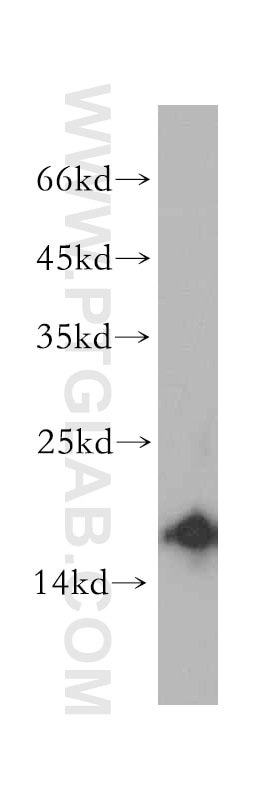 Western Blot (WB) analysis of A549 cells using SNRPD2 Polyclonal antibody (14789-1-AP)