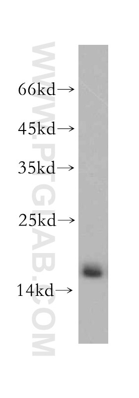 Western Blot (WB) analysis of A2780 cells using SNRPD2 Polyclonal antibody (14789-1-AP)