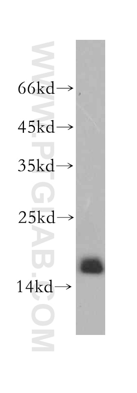 Western Blot (WB) analysis of A2780 cells using SNRPD2 Polyclonal antibody (14789-1-AP)