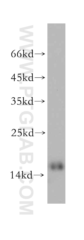 Western Blot (WB) analysis of HL-60 cells using SNRPD2 Polyclonal antibody (14789-1-AP)