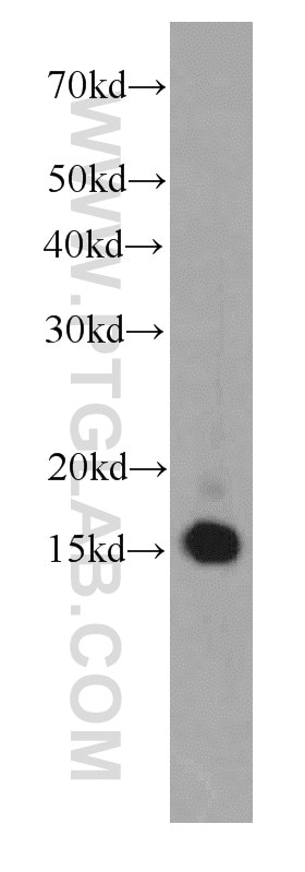 Western Blot (WB) analysis of HeLa cells using SNRPD2 Monoclonal antibody (66111-1-Ig)
