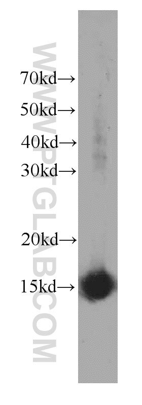 Western Blot (WB) analysis of MCF-7 cells using SNRPD2 Monoclonal antibody (66111-1-Ig)