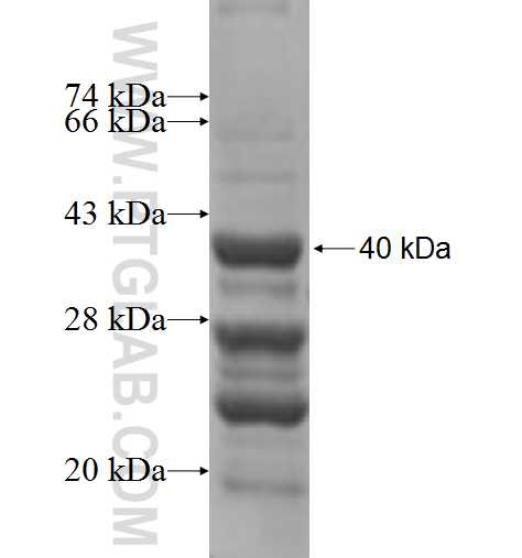 SNRPD2 fusion protein Ag6443 SDS-PAGE
