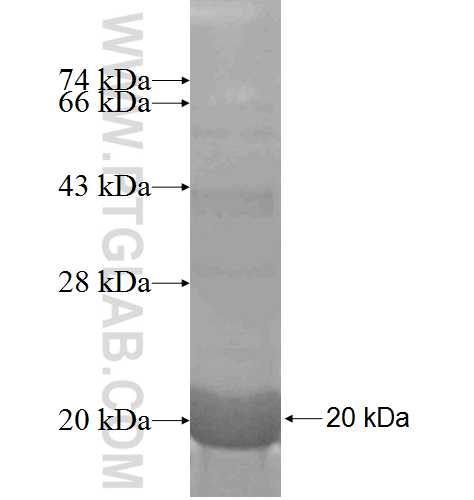 SNRPD2 fusion protein Ag7115 SDS-PAGE