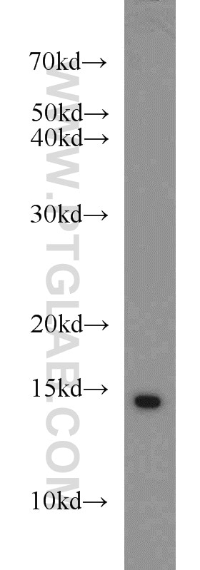 Western Blot (WB) analysis of MCF-7 cells using SNRPD3 Polyclonal antibody (10379-1-AP)