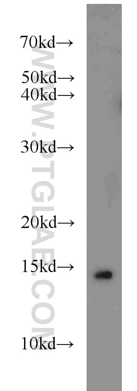 Western Blot (WB) analysis of MCF-7 cells using SNRPD3 Polyclonal antibody (10379-1-AP)