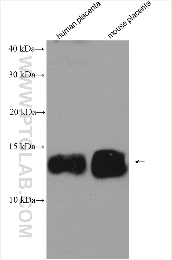 Western Blot (WB) analysis of various lysates using SNRPE Polyclonal antibody (20407-1-AP)