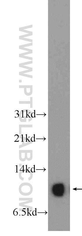 SNRPE Polyclonal antibody