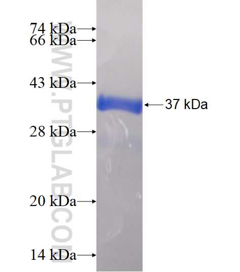 SNRPE fusion protein Ag14227 SDS-PAGE