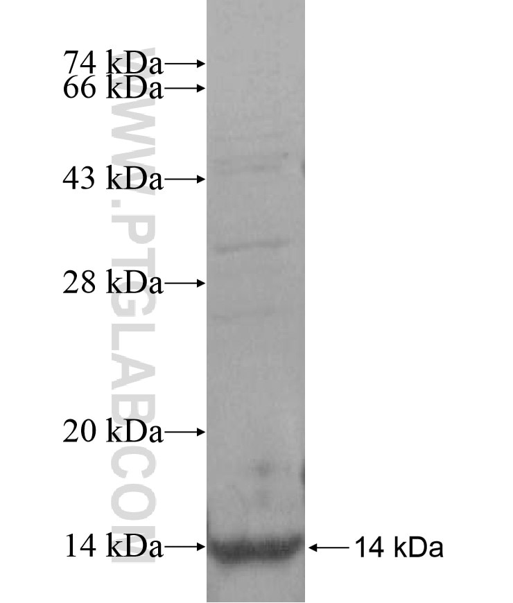 SNRPE fusion protein Ag16948 SDS-PAGE