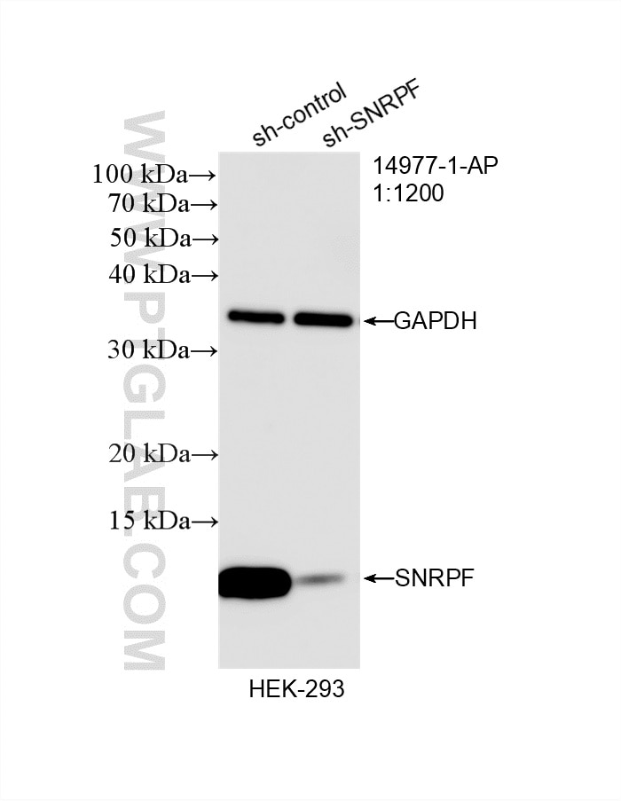 WB analysis of HEK-293 using 14977-1-AP Western Blot (WB) analysis of HEK-293 cells using SNRPF Polyclonal antibody (14977-1-AP)