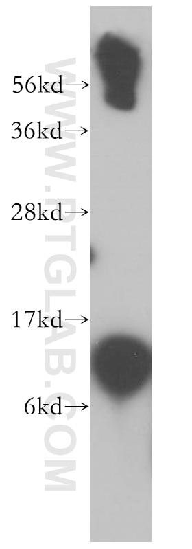 Western Blot (WB) analysis of HepG2 cells using SNRPF Polyclonal antibody (14977-1-AP)